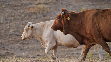 vaca quinta, produção carne natureza, mamífero