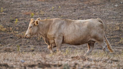 vaca quinta, produção carne natureza, mamífero