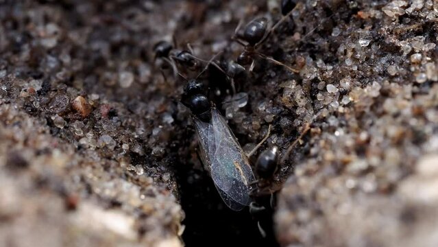 Ein gefl&uuml;geltes M&auml;nnchen und Arbeiterinnen der schwarzen Wegameise vor dem Nesteingang, Lasius niger