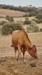 vaca quinta, produção carne natureza, mamífero