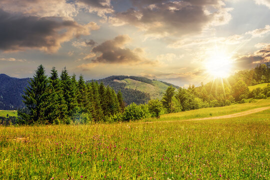 large meadow with pine trees on the hill in front of a mountain at sunset. beautiful countryside scenery in evening light