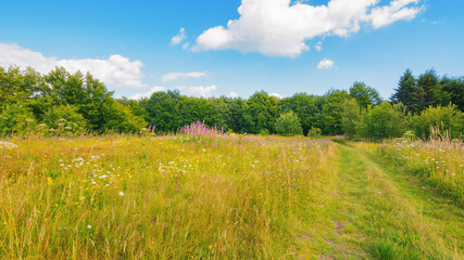 trail through the grassy forest glade. sunny weather with fluffy clouds on the blue sky. travel carpathians in summer
