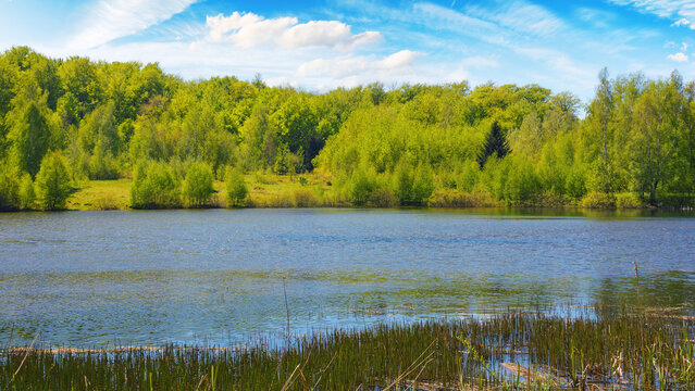 scenery with forest pond. forest reflecting in the water surface. warm april weather