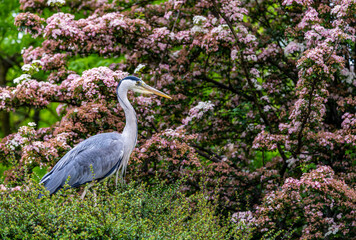 Grey Heron 