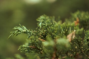 A stunning close-up shot of Juniperus Chinensis, commonly known as Chinese Juniper. The photo captures the delicate green foliage and intricate details of the plant. Shallow depth of field