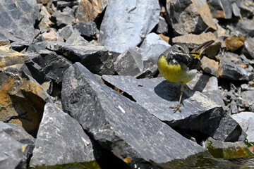 Grey wagtail // Gebirgsstelze (Motacilla cinerea)