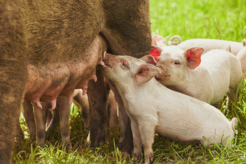 Eco pig farm in the field in Denmark. Piglet sucking milk