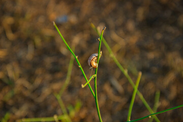 snail on the grass