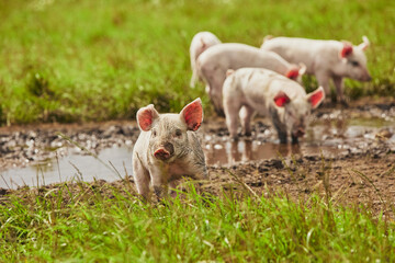 Eco pig farm in the field in Denmark. Piglets walk in the pasture