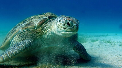 Obraz premium Big Green turtle on the reefs of the Red Sea. Green turtles are the largest of all sea turtles. A typical adult is 3 to 4 feet long and weighs between 300 and 350 pounds. 