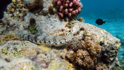 Colorful tropical fish on a coral reef, amazingly beautiful fairy world. In the coral gardens of the Red Sea.