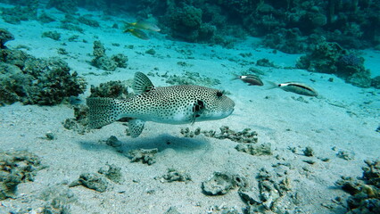 Colorful tropical fish on a coral reef, amazingly beautiful fairy world. In the coral gardens of the Red Sea.