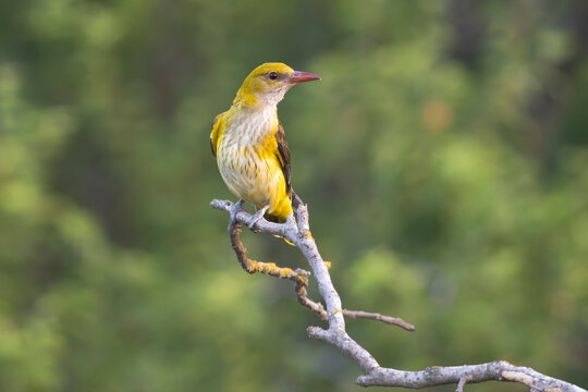 Eurasian golden oriole, common golden oriole - Oriolus oriolus perched at green background. Photo from Ognyanovo in Dobruja, Bulgaria.