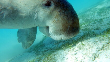 Dugong (dugong dugon) or seacow in the Red Sea.