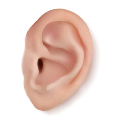 Realistic human ear isolated on white background. Beautiful 3d vector part of face with funnel, earlobe, helix, tragus. Close up frontal plane