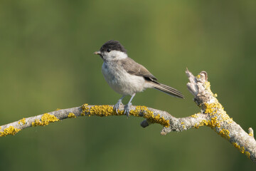 Marsh tit - Poecile palustris perched at green background. Photo from Ognyanovo in Dobruja, Bulgaria.