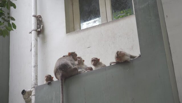 Family of bonnet macaques monkeys sleeping on a building