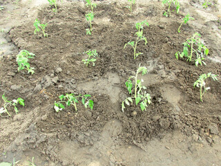 Tomato bushes in greenhouse. Concept of farming and planting. Gardening, farming, horticulture of vegetable crops.