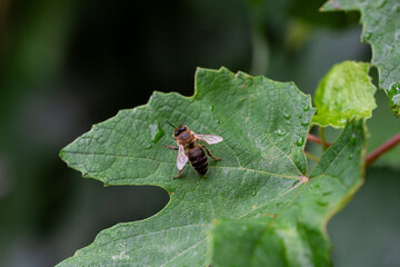 A large bee sits on a green leaf after the rain. Close Up. Photography.