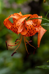 Naklejka na ściany i meble Orange beautiful tiger lily in raindrops. Beautiful flowers in raindrops. Close Up. Photography. Vertical Shot.
