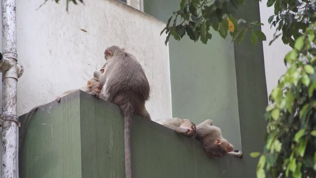 Family of bonnet macaques monkeys taking a nap on a building