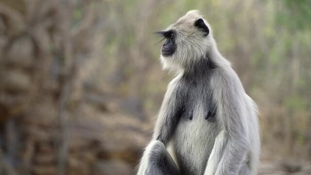 Grey Languor Monkey close up