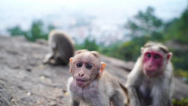 Bonnet macaque monkey grabbing camera. India
