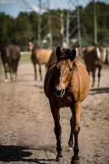 Fototapeta premium beautiful horses in a stud farm