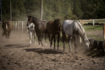 beautiful horses in a stud farm