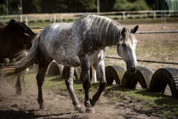 Fototapeta na wymiar beautiful horses in a stud farm