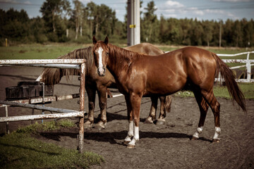 Naklejka na ściany i meble beautiful horses in a stud farm
