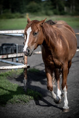 Fototapeta premium beautiful horses in a stud farm