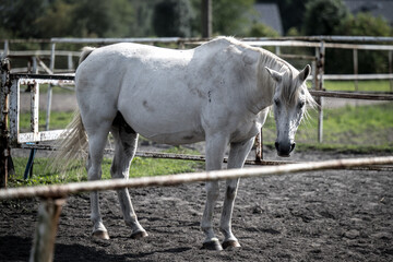beautiful horses in a stud farm