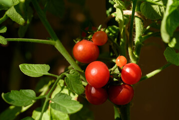 Ripe cherry tomato plant growing in garden