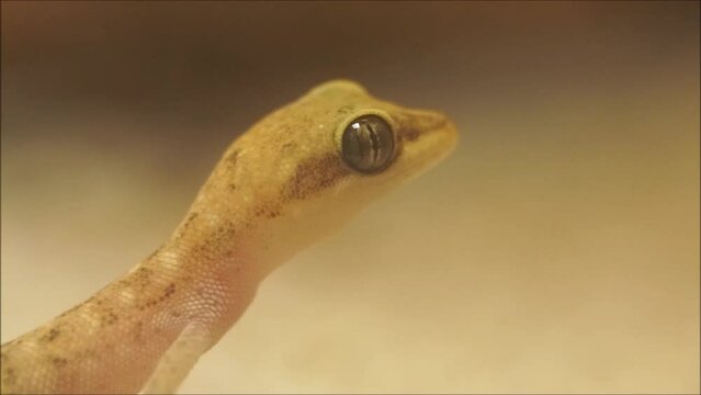 Steudner's dwarf gecko licking its eye "Tropiocolotes steudneri"