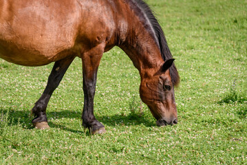 Fototapeta premium A horse grazes grass on a farm