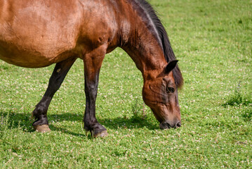 Naklejka na ściany i meble A horse grazes grass on a farm