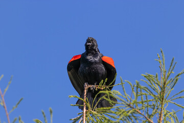 Red-wing Black Bird Singing Perched on young Cypress Tree