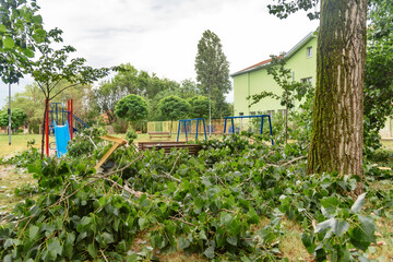 The storm broke the trees. Deferred trees after the storm
