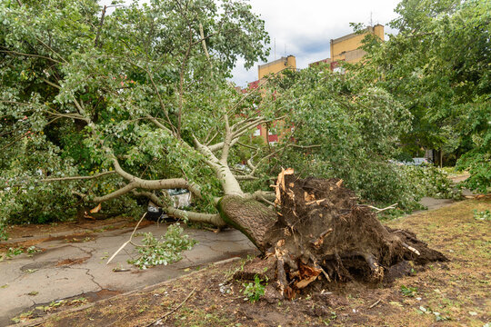 The storm broke the trees. Deferred trees after the storm