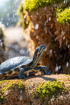 Yellow-bellied slider (Gelbbauch-Schmuckschildkr&ouml;te, Trachemys scripta scripta)