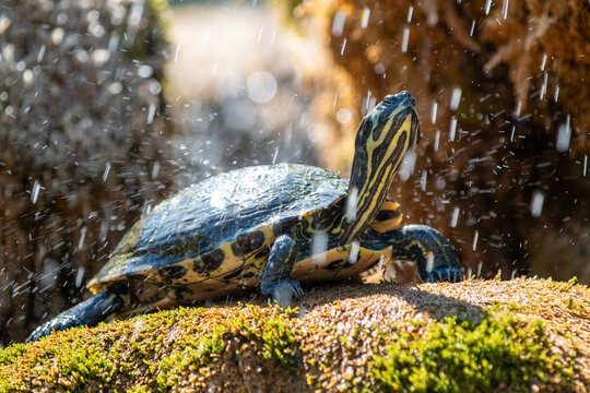 Yellow-bellied slider (Gelbbauch-Schmuckschildkr&ouml;te, Trachemys scripta scripta)