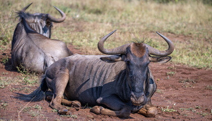 two wildebeest relaxing in an open field