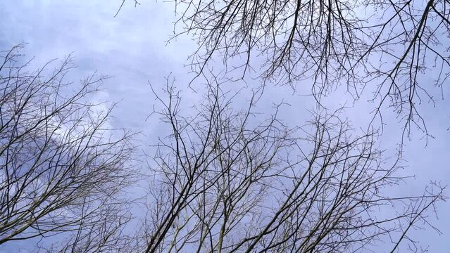 Leafless branches and twigs of trees sway because of wind on a cold day in spring 