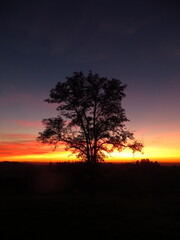 Fototapeta na wymiar Tree at dusk