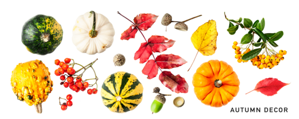 Decorative pumpkin, autumn berries and leaves set isolated. PNG with transparent background. Flat lay. Without shadow.