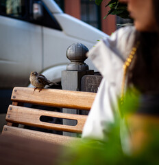 Bird sitting on a chair, looking at a person in a coffee shop