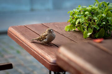 Bird sitting on a coffee table, looking at the camera