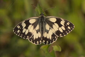 Marbled white butterfly close up