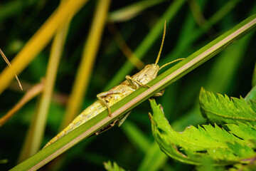 Meadow Marvel: Field Grasshopper Perched on a Blade of Grass
